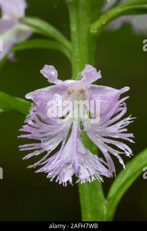 Grand Purple fringed orchid (Platanthera grandiflora) fleur avec gouttes de pluie après l'orage au début de l'été. New York, l'été. Banque D'Images