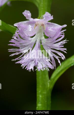 Grand Purple fringed orchid (Platanthera grandiflora) fleur avec gouttes de pluie après l'orage au début de l'été. New York, l'été. Banque D'Images