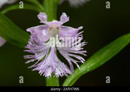 Grand Purple fringed orchid (Platanthera grandiflora) fleur avec gouttes de pluie après l'orage au début de l'été. New York, l'été. Banque D'Images