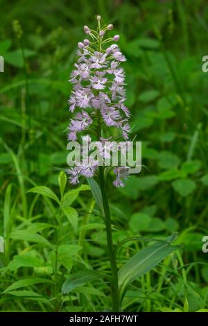 Grand Purple fringed orchid (Platanthera grandiflora racème) après le début de l'été. New York, l'été. Banque D'Images