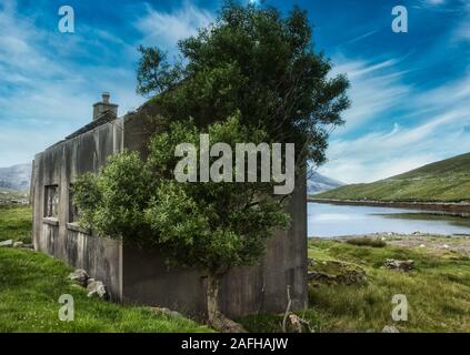 Arbre croissant à côté des terres de crofters abandonnées, île de Harris, Hébrides extérieures, Écosse Banque D'Images