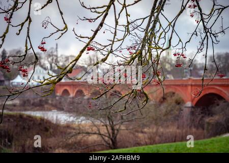 Arbre généalogique avec la sorbe Kuldiga bridge en arrière-plan, la Lettonie Banque D'Images