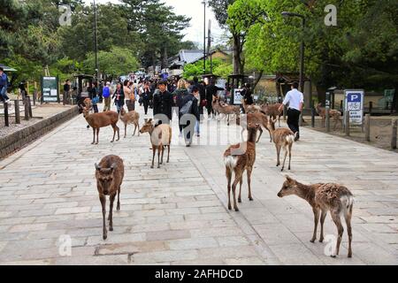 NARA, Japon - 26 avril 2012 : Visiteurs nourrir les cerfs sauvages à Nara, au Japon. Nara est une destination touristique majeure au Japon - L'ancienne capitale et en ce moment Banque D'Images