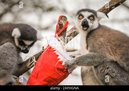 16 déc 2019 Londres. Le Zoo's ring-tailed lémuriens inscrivez-vous dans l'action avec leur propre pendaison bas, farcies avec un choix de garnitures de légumes. Ring-tailed lémuriens (Lemur catta) sont classées comme étant en voie de disparition à cause de la perte d'habitat, de la chasse pour la viande de brousse et le commerce d'animaux exotiques. Ils sont originaires de Madagascar. Le compte à rebours de Noël a commencé à ZSL London Zoo, zoo comme saisonniers apportent occupé surprises pour les résidents du Zoo. Dans Tiger Territoire, le tigre se jette sur Asim enveloppés dans des couleurs vives présente rempli de son favori turquie ailes. Credit : Imageplotter/Alamy Live News Banque D'Images