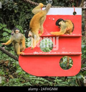 16 déc 2019 Londres. L'espiègle du Zoo de troupe noire bolivien les singes écureuils trouver une nouvelle escalade de Noël sous les arbres, dans leur maison, en forme de l'ensemencement et décoré avec des cadeaux comestibles. Les singes écureuils à tête noire (Saimiri boliviensis) sont bien adaptées à l'escalade et ont le plus grand cerveau de la taille du corps Rapport de tous les primates. Ils sont originaires de Madagascar. Le compte à rebours de Noël a commencé à ZSL London Zoo, zoo comme saisonniers apportent occupé surprises pour les résidents du Zoo. Credit : Imageplotter/Alamy Live News Banque D'Images