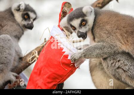 16 déc 2019 Londres. Le Zoo's ring-tailed lémuriens inscrivez-vous dans l'action avec leur propre pendaison bas, farcies avec un choix de garnitures de légumes. Ring-tailed lémuriens (Lemur catta) sont classées comme étant en voie de disparition à cause de la perte d'habitat, de la chasse pour la viande de brousse et le commerce d'animaux exotiques. Ils sont originaires de Madagascar. Le compte à rebours de Noël a commencé à ZSL London Zoo, zoo comme saisonniers apportent occupé surprises pour les résidents du Zoo. Dans Tiger Territoire, le tigre se jette sur Asim enveloppés dans des couleurs vives présente rempli de son favori turquie ailes. Credit : Imageplotter/Alamy Live News Banque D'Images