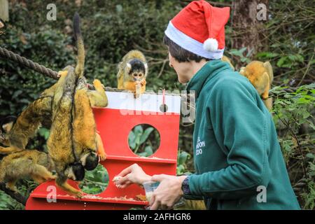 16 déc 2019 Londres. L'espiègle du Zoo de troupe noire bolivien les singes écureuils trouver une nouvelle escalade de Noël sous les arbres, dans leur maison, en forme de l'ensemencement et décoré avec des cadeaux comestibles. Les singes écureuils à tête noire (Saimiri boliviensis) sont bien adaptées à l'escalade et ont le plus grand cerveau de la taille du corps Rapport de tous les primates. Ils sont originaires de Madagascar. Le compte à rebours de Noël a commencé à ZSL London Zoo, zoo comme saisonniers apportent occupé surprises pour les résidents du Zoo. Credit : Imageplotter/Alamy Live News Banque D'Images