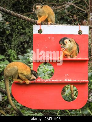 16 déc 2019 Londres. L'espiègle du Zoo de troupe noire bolivien les singes écureuils trouver une nouvelle escalade de Noël sous les arbres, dans leur maison, en forme de l'ensemencement et décoré avec des cadeaux comestibles. Les singes écureuils à tête noire (Saimiri boliviensis) sont bien adaptées à l'escalade et ont le plus grand cerveau de la taille du corps Rapport de tous les primates. Ils sont originaires de Madagascar. Le compte à rebours de Noël a commencé à ZSL London Zoo, zoo comme saisonniers apportent occupé surprises pour les résidents du Zoo. Credit : Imageplotter/Alamy Live News Banque D'Images