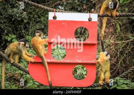 16 déc 2019 Londres. L'espiègle du Zoo de troupe noire bolivien les singes écureuils trouver une nouvelle escalade de Noël sous les arbres, dans leur maison, en forme de l'ensemencement et décoré avec des cadeaux comestibles. Les singes écureuils à tête noire (Saimiri boliviensis) sont bien adaptées à l'escalade et ont le plus grand cerveau de la taille du corps Rapport de tous les primates. Ils sont originaires de Madagascar. Le compte à rebours de Noël a commencé à ZSL London Zoo, zoo comme saisonniers apportent occupé surprises pour les résidents du Zoo. Credit : Imageplotter/Alamy Live News Banque D'Images