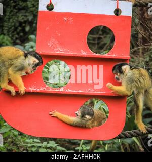 16 déc 2019 Londres. L'espiègle du Zoo de troupe noire bolivien les singes écureuils trouver une nouvelle escalade de Noël sous les arbres, dans leur maison, en forme de l'ensemencement et décoré avec des cadeaux comestibles. Les singes écureuils à tête noire (Saimiri boliviensis) sont bien adaptées à l'escalade et ont le plus grand cerveau de la taille du corps Rapport de tous les primates. Ils sont originaires de Madagascar. Le compte à rebours de Noël a commencé à ZSL London Zoo, zoo comme saisonniers apportent occupé surprises pour les résidents du Zoo. Credit : Imageplotter/Alamy Live News Banque D'Images