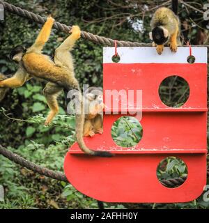 16 déc 2019 Londres. L'espiègle du Zoo de troupe noire bolivien les singes écureuils trouver une nouvelle escalade de Noël sous les arbres, dans leur maison, en forme de l'ensemencement et décoré avec des cadeaux comestibles. Les singes écureuils à tête noire (Saimiri boliviensis) sont bien adaptées à l'escalade et ont le plus grand cerveau de la taille du corps Rapport de tous les primates. Ils sont originaires de Madagascar. Le compte à rebours de Noël a commencé à ZSL London Zoo, zoo comme saisonniers apportent occupé surprises pour les résidents du Zoo. Credit : Imageplotter/Alamy Live News Banque D'Images