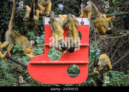 16 déc 2019 Londres. L'espiègle du Zoo de troupe noire bolivien les singes écureuils trouver une nouvelle escalade de Noël sous les arbres, dans leur maison, en forme de l'ensemencement et décoré avec des cadeaux comestibles. Les singes écureuils à tête noire (Saimiri boliviensis) sont bien adaptées à l'escalade et ont le plus grand cerveau de la taille du corps Rapport de tous les primates. Ils sont originaires de Madagascar. Le compte à rebours de Noël a commencé à ZSL London Zoo, zoo comme saisonniers apportent occupé surprises pour les résidents du Zoo. Credit : Imageplotter/Alamy Live News Banque D'Images