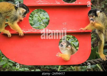 16 déc 2019 Londres. L'espiègle du Zoo de troupe noire bolivien les singes écureuils trouver une nouvelle escalade de Noël sous les arbres, dans leur maison, en forme de l'ensemencement et décoré avec des cadeaux comestibles. Les singes écureuils à tête noire (Saimiri boliviensis) sont bien adaptées à l'escalade et ont le plus grand cerveau de la taille du corps Rapport de tous les primates. Ils sont originaires de Madagascar. Le compte à rebours de Noël a commencé à ZSL London Zoo, zoo comme saisonniers apportent occupé surprises pour les résidents du Zoo. Credit : Imageplotter/Alamy Live News Banque D'Images