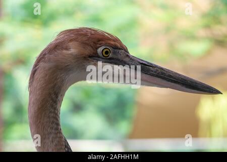 Un Héron goliath (Ardea goliath), également connu sous le nom de la tête de héron géant close up. Banque D'Images