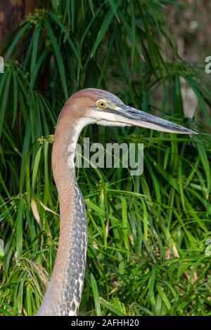 Un Héron goliath (Ardea goliath), également connu sous le nom de l'héron géant Tête et cou close up. Banque D'Images