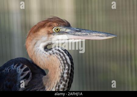 Un Héron goliath (Ardea goliath), également connu sous le nom de la tête de héron géant close up. Banque D'Images