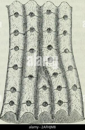 . La physiologie humaine. Section verticale des Epiderniit !, de Palm de la main. a. Partie extérieure, composé d'écailles aplaties.h. Partie intérieure, composée de cellules nucléées.ch. Tube sudoripares tortueux, transcendent par la section plus haut.-amplifiés lOJ diamètres. Surface de la peau de la paume, theRiilf^es montrant, sillons, les rainures, et Orificesof le sweat-conduits. La texture squameuse de la cuticule est indiquée par des lignes sur le theirregular. surface-amplifiées 20 diame. première situation ils s'élèvent, selon le professeur Krause,^ à 2736dans chaque pouce carré ; et dans le second, de 2685. Banque D'Images