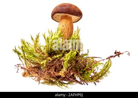 Champignons polonaise sur fond blanc Banque D'Images