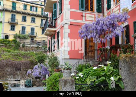 Cinque Terre, Italie. Riomaggiore, village de pêcheurs sur la Liste du patrimoine mondial de l'UNESCO. Les fleurs de glycine. Banque D'Images