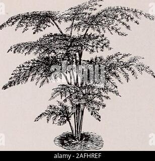 . Le jardin de Beckert, fleur et graines de pelouse. 44 Wm. C Beckerts Liste de choix de graines de fleurs, Pittsburg, Pennsylvanie. Mnsrs ASPAKAur* pu-nanus graines des plantes de serre les plus rares et des plus beaux cuisinière et les plantes de serre peuvent être cultivées à partir de semences.Orientations pour la culture sont imprimés sur tous nos paquets de semences, et les semences contenues dans isfresh et de forte puissance en germination. Parmi ceux-ci sont inclus quelques variétés qui areplanted à l'extérieur mais dont les semences doivent être entrepris sous la chaleur. L'abutilon (Bell-Plower Chinois). Fleurs blanc pur, jaune citron, rose, rouge-pourpre, jaune et rouge, les tons beaut Banque D'Images