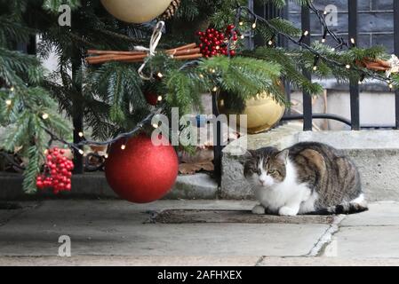 Larry le chat est assis sous l'arbre de Noël à Downing Street, Londres. Banque D'Images