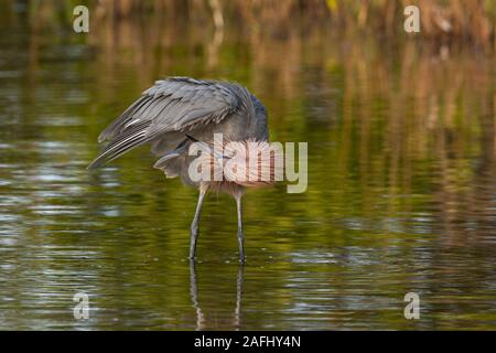 Une Aigrette rouge solitaire se lissant les plumes c'est. Banque D'Images