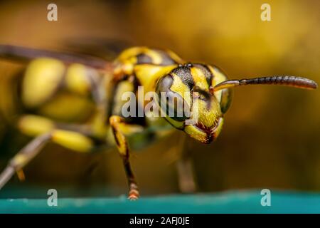 La macro photographie de guêpe sur marbre Turquoise Banque D'Images