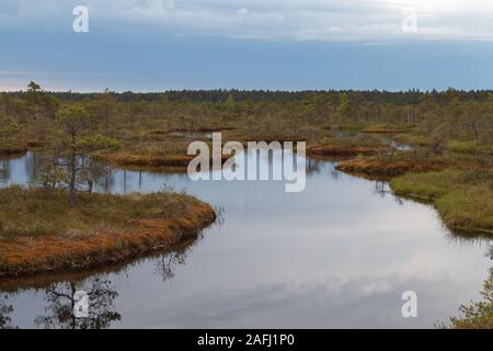 Ecopark dans les tourbières avec de petits lacs et de Vernonnet en bois. Marécage au milieu d'Estonie Banque D'Images