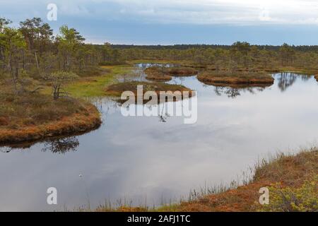 Ecopark dans les tourbières avec de petits lacs et de Vernonnet en bois. Marécage au milieu d'Estonie Banque D'Images