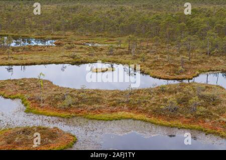 Ecopark dans les tourbières avec de petits lacs et de Vernonnet en bois. Marécage au milieu d'Estonie Banque D'Images