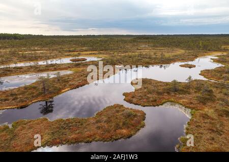 Ecopark dans les tourbières avec de petits lacs et de Vernonnet en bois. Marécage au milieu d'Estonie Banque D'Images