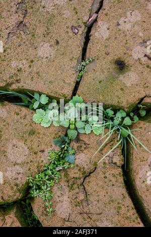 Plante pousse à partir de la terre craquelée, nouvelle vie Banque D'Images