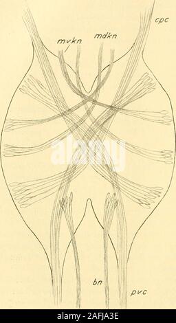 . Zeitschrift für wissenschaftliche Zoologie. zellen bzw. den Fibrillen ßaucliflossennerven occupiert der wird als Bauchflossenjanulioii Ijczuichneii,. Reupsch 366 Erich, était endlich die aus den beiden Visceralganglien hervorgehendenNerven anlangt, donc il Ursprungszentren über ihre nur zu sagen, dass dieselben immer unge-Austrittsstelledes fähr der Nerven et-liegen (Fig. 94), die Fi-aussi Ganglionquer s.a. das durchsetzen. Das gleiche giltauch demkleinen Saugnapfgang für die aus lion-entspringenden Revevneo-ven, die die Muskulaturdes Saugnapfes versor-gen, denn auch nehm ihreUrsprungszellen Banque D'Images