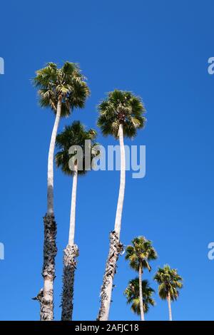 Palmiers en face de ciel bleu, Santa Cruz, Californie, USA Banque D'Images