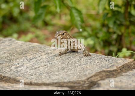 Petit iguana regarde du rock dans le champ de thé au Sri Lanka. Banque D'Images