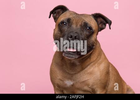 Portrait of a cute English Stafford Terrier regardant la caméra avec la langue qui sort sur un fond rose Banque D'Images