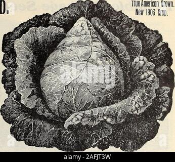 . J. Bolgiano & Son : 1818 1904. Grande nouvelle. Ou CHARLESTON WAKEFIELD.Le plus grand et meilleur premier Début de chou. I S BOLGIANOS NOUVEAU DÉBUT de chou. True American cultivés.-Pas de choux a été jamais entrepris dans l'growers* qui a présenté ces testi-monials prononcé uniformément de manifester les résultats obtenus, les prix receivedand Bolgianos la satisfaction générale comme nouveau début. Il est la plus belle grande variété de chou précoce ; elle forme une solide, compact, ronds, plats, têtes de plus en plus les feuilles près de la tête, permettant ainsi à plus de chou être cultivés à theacre que tout autre genre. Sa précocité (7 beforeother ear Banque D'Images