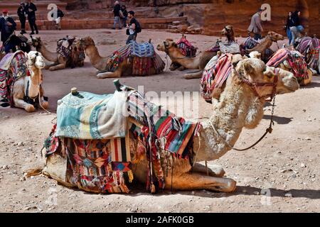 Petra, JORDANIE - Mars 06, 2019 : les touristes non identifiés et des chameaux pour le transport au site archéologique de l'antique Pétra Banque D'Images