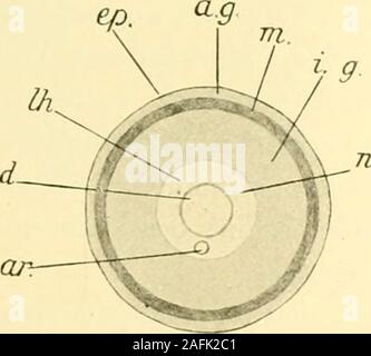 . Zeitschrift für wissenschaftliche Zoologie. Textfig. 1. S :-heniatisclier erotracliea P/Längsschnitt durch. Vergr. 2 : 1. a.g, äußerer Gallertschhuuh ; j.g, innerer Gallertschlavch ; e.p, Kürperepithel ; d. Leibeshöhle Verdauungsrohr ; Ih, ; m, Körpermuskelsclilaiich ; nucl, noyau. den Körpermuskelschlauch getrennt werden. Eine einheitliche Gallertefindet Schnauzenspitze sich nur an der, dans Schwanzflosse und der in. Banque D'Images