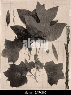 . Manuel de l'arbres des états du nord et le Canada à l'Est des Rocheuses. Photo-descriptif. TULIP TREE. En BOIS BLANC. Le peuplier jaune. Liriodmdroii TiiJipifcra L.. Fig. 245. Rameaux avec les feuilles et les fruits, j'ai détaché et de désintégration du cône ; samarae 2 ?m cône section transversale et longitudinale. 3 ; fin de rameau vigoureux, montrant les feuilles et rameaux, largestipules ; 4 en hiver, 5. 24$. Tronc d'arbre, Staten Island, N. Y. 247. Structure bois amplifiée 15 diamètres. Manuel des treks de l'noj;tiii;k. Tr 215 Le Tiilip-trco est l'un des très largestand^ le plus de valeur Banque D'Images