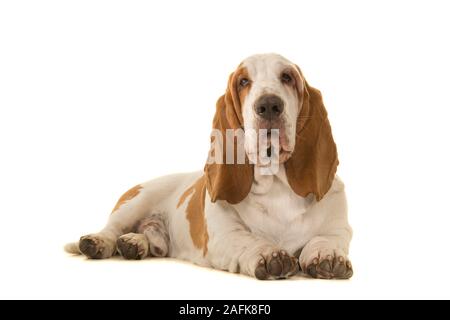 Basset Hound couché regardant la caméra isolé sur fond blanc Banque D'Images