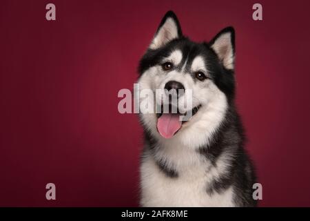 Portrait d'un husky de Sibérie regardant la caméra avec la bouche ouverte sur un fond bordeaux Banque D'Images