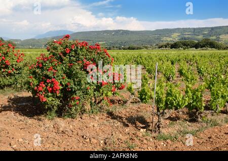 Côtes-du-Rhônre-Village vignes proche de Vaison-la-Romaine avec les rosiers plantés à des fins de lutte biologique contre les insectes Provence France Banque D'Images