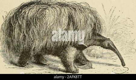 . La Bible et la science. des racines. Ils ont aussi un seul jeu ofteeth, et non deux, comme les autres ordres ont. Le plus profond d'eux, aussi, les incisives, ou des dents de coupe, areabsent, et l'ordre ]ms a reçu le nom d'Eden-tata ou Bruta. Les dents des mammifères sont importants, non pas merelyon compte de leur utilité pour l'animal, mais au naturaliste, comme un moyen d'établir une distinction d'ordres et familles. Ils sont vraiment de-développé à partir de la peau, et se composent d'une racine ou fangswhich entrez dans la mâchoire et fixer les dents en position,et d'une couronne qui est utilisé pour couper ou meuler thefo Banque D'Images