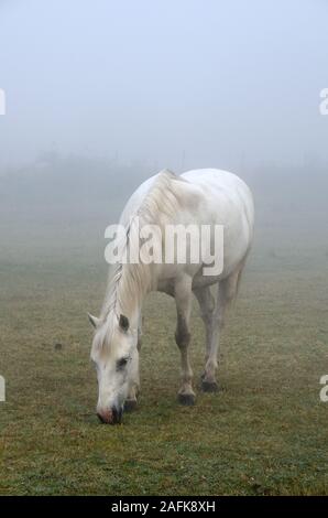 Single White Cheval Camargue Pâturage sur Misty matin de printemps en Camargue Parc Natruel régional ou la nature Réserver Camargue Provence France Banque D'Images