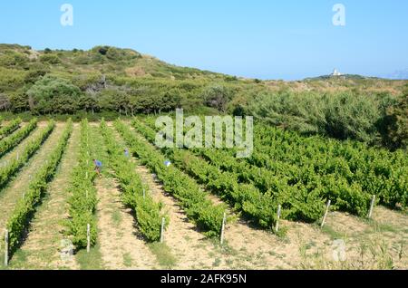 Viticulteurs travaillant dans les vignobles AOC Côtes de Provence à l'Île des Embiez, ou des Embiez Island, au large de Six-Four-les-Plages Var Provence France Banque D'Images