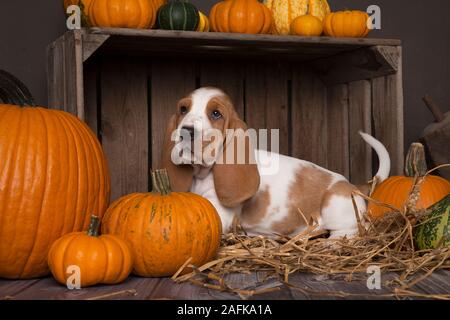 Mignon chiot basset hound assis dans une caisse en bois entre les citrouilles orange sur une ferme automne fond Banque D'Images