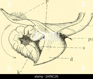 . Zeitschrift für wissenschaftliche Zoologie. 220 Hans Blunck, werden. Ein solches Präparat wurde den Fig. 40-42 zugrunde gelegt,Die drei Ansichten eines isolierten und kurz vor der Übertragung von Sperraatophore inden weiblichen Körper geben. Die im folgenden Patronenhülse Membrandürfte bezeichnete als ihre Bildung den zahlreichen einzelligen Hautdrüsen verdanken,. - D.e p.ax Fig. 26. Banque D'Images