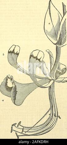 . La Chronique des jardiniers et agricoles Gazette. aussi de petites plantes de la jolie floraison jaune printemps-Mirbelia grandiflora, Eriostemon intermedium,le meilleur de tous les Eriostemons, et la pâle-greenflowered Illicium religiosum. FloweredGompholobium barbigerum jaune le grand était couvert de bourgeons de fleurs et a promis de faire de l'affichage d'une amende. C'est l'un des plus beaux du genre. Wenoticed ici certaines plantes cultivées de façon admirable de Boroniaserrulata, environ 18 pouces de haut, et jusqu'à travers, épais et touffus, et de soutenir l'aide almostwithout eux-mêmes des bâtons. Le rarement vu ch Banque D'Images