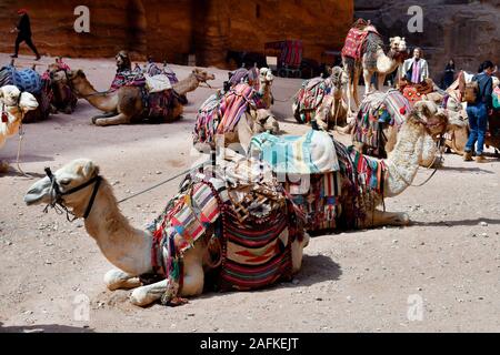 Petra, JORDANIE - Mars 06, 2019 : les touristes non identifiés et des chameaux pour le transport au site archéologique de l'antique Pétra Banque D'Images